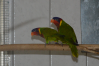 thump_2015.03.29-16.08.52-0